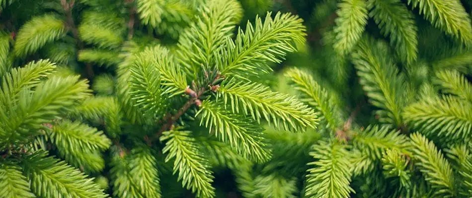 A live holiday tree