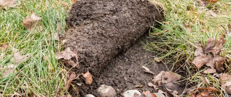 Soil treatment for grub prevention