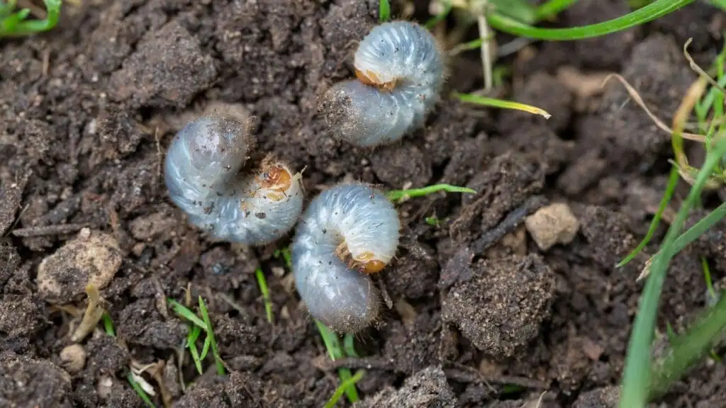 Preventative Grub Control Treatments In Oklahoma