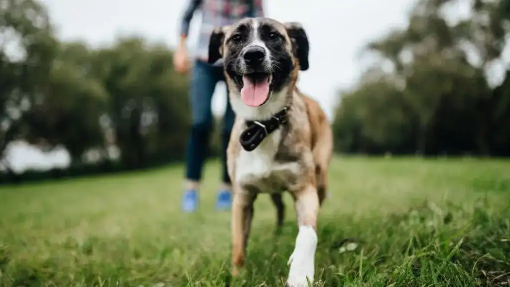 Keep Your Pet Indoors During The Lawn Care Treatments.