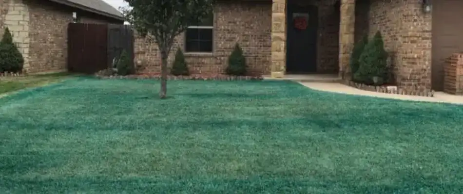 Weeds Have No Place On Your Lawn
