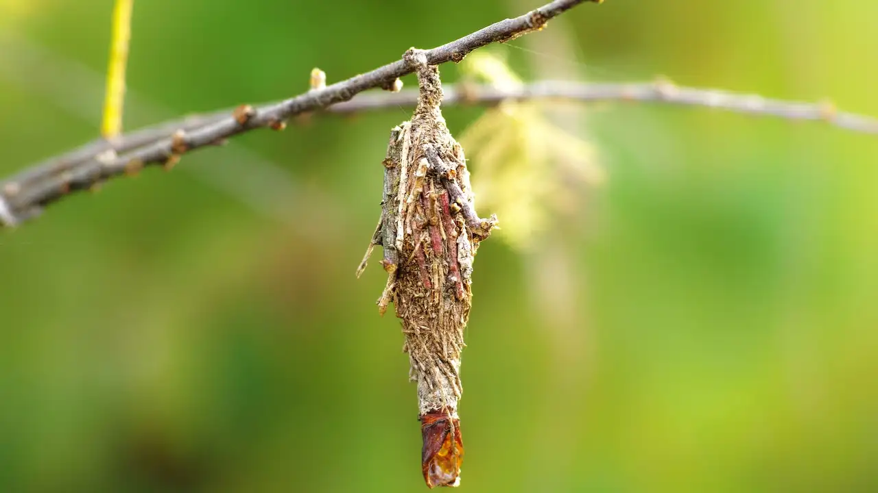 Bagworm Season Is In Full Swing In Oklahoma