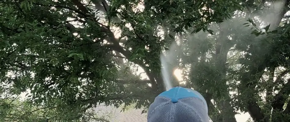 Elite professional spraying bagworm treatment to tree