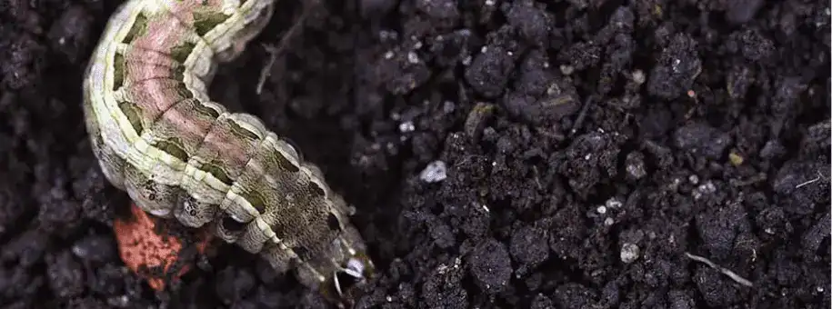 Armyworm Outbreak Signs In OKC And Northwest Arkansas Lawns: What To Watch For Now