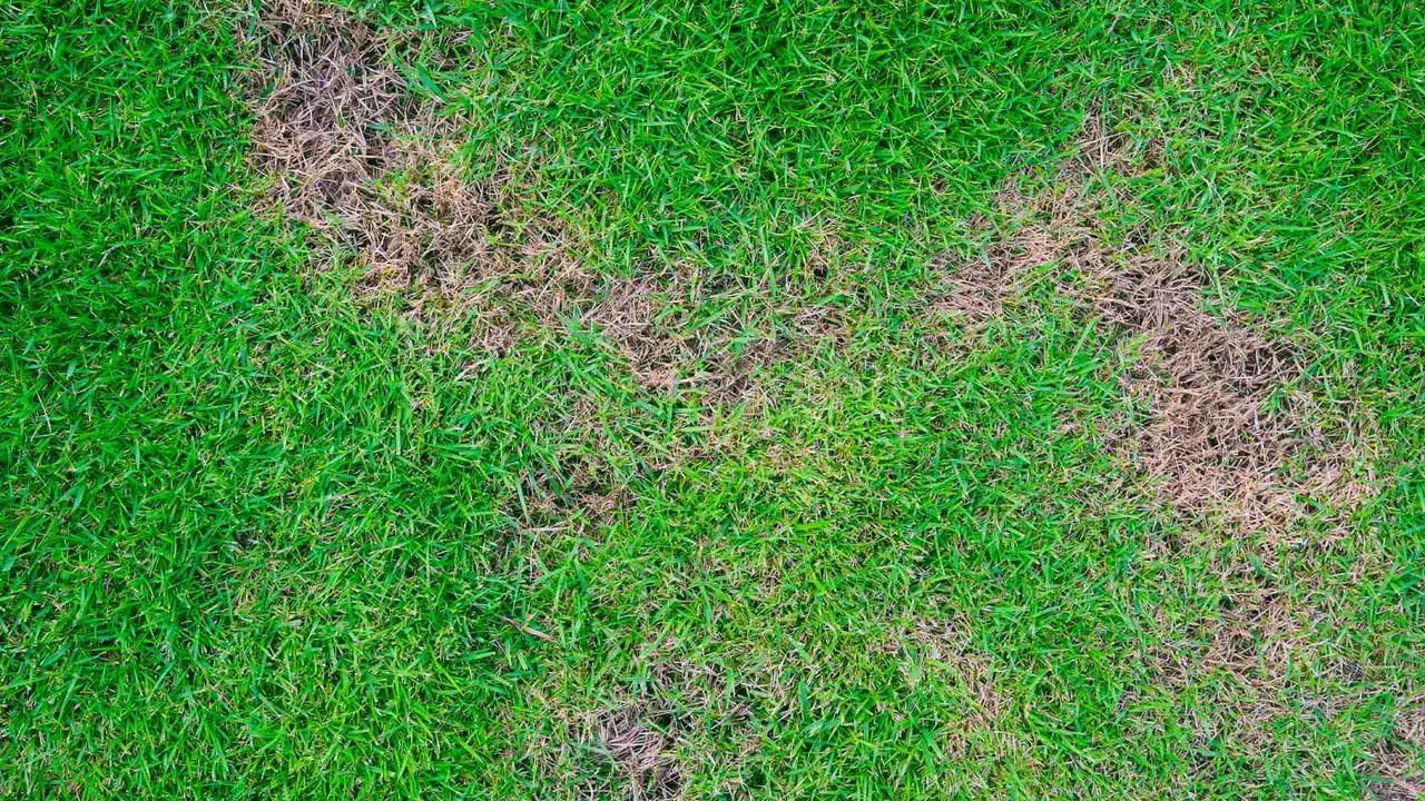 Late-Summer Lawn Disease In OKC And NWA
