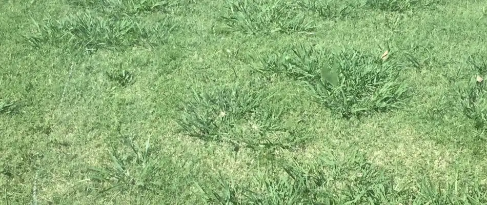 Weed infestation on a fertilized lawn without weed control