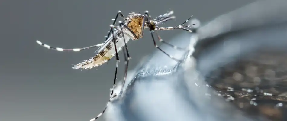 Mosquito by standing water on property