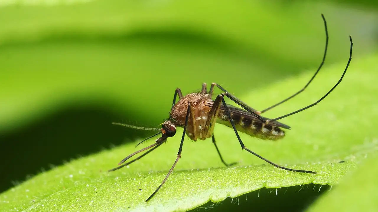 Mosquito Season Is Upon Us In Oklahoma City, OK