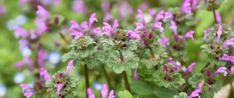 Henbit weeds with purple flowers