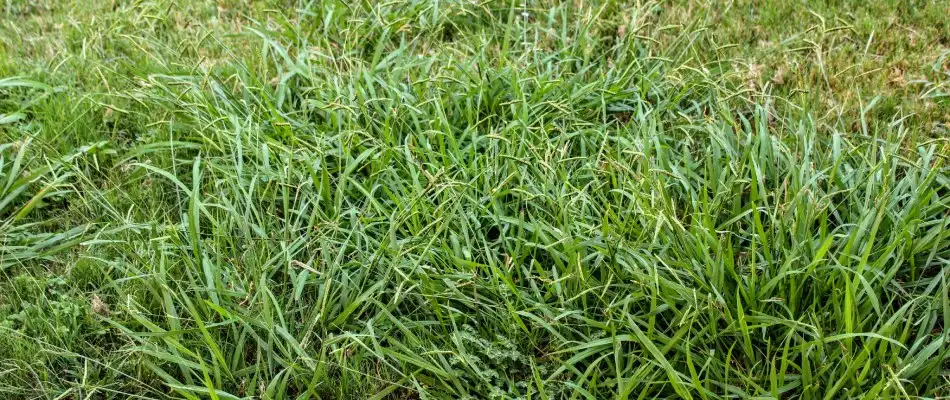 Crabgrass weeds growing throughout lawn