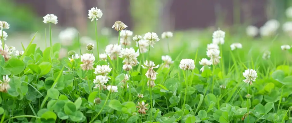 Clover weeds sprouting in lawn