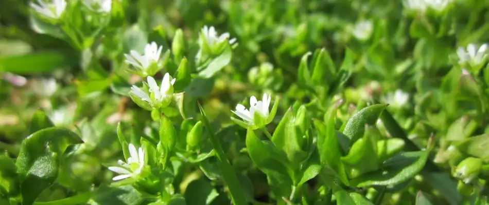 Chickweeds growing in lawn