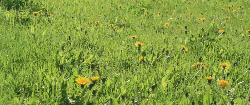 Dandelion infestation in lawn