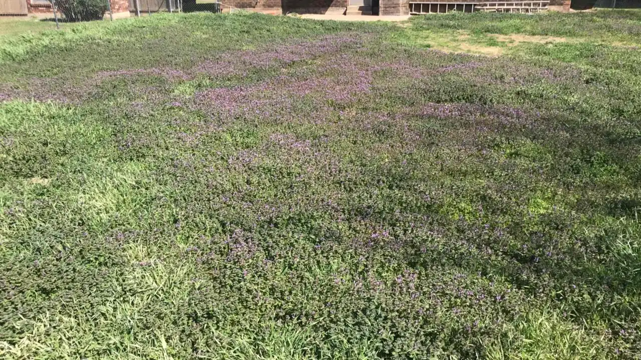 5 Common Weeds To Watch Out For This Spring In Oklahoma City, OK