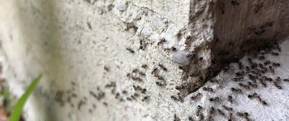 Ant infestation found on foundation of home in Yukon, OK.