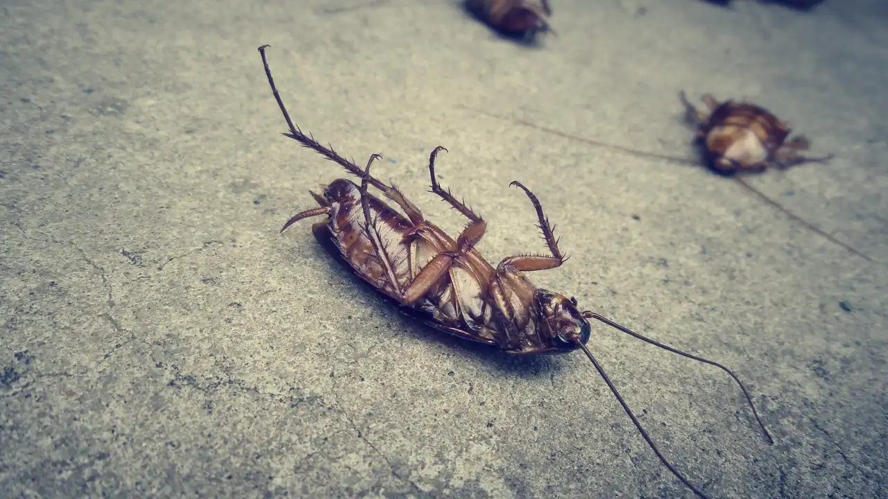 A Perimeter Pest Control Company Should Spray Around Your Home And Your Lawn.