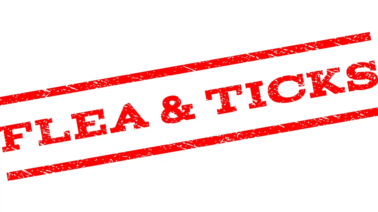 3 Tips To Keep Fleas & Ticks Off Your Oklahoma Property