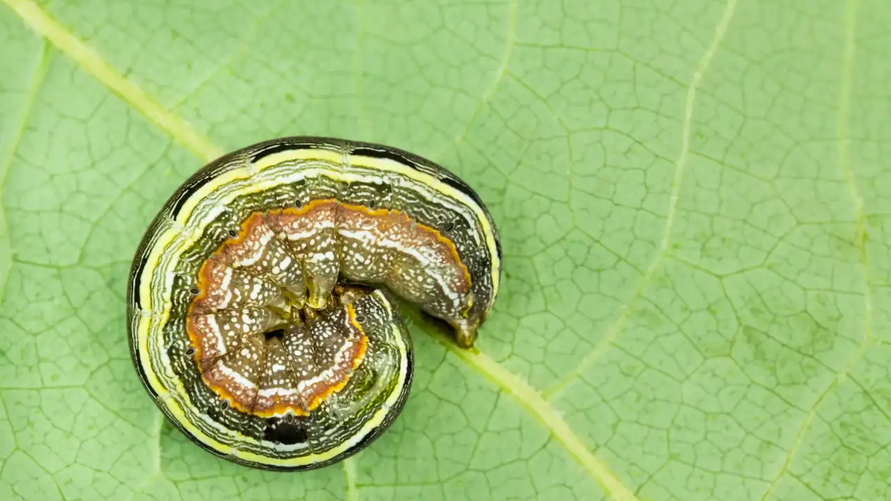 Armyworms Can Cause Giant Headaches For Oklahoma Residents