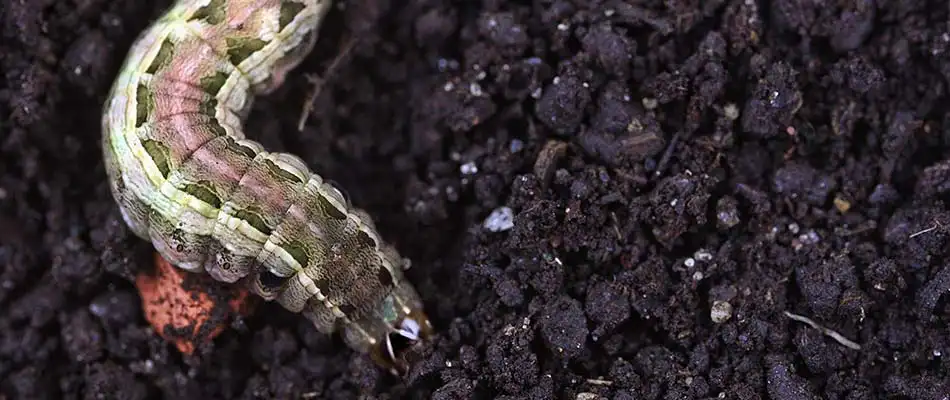 Armyworm in dark soil