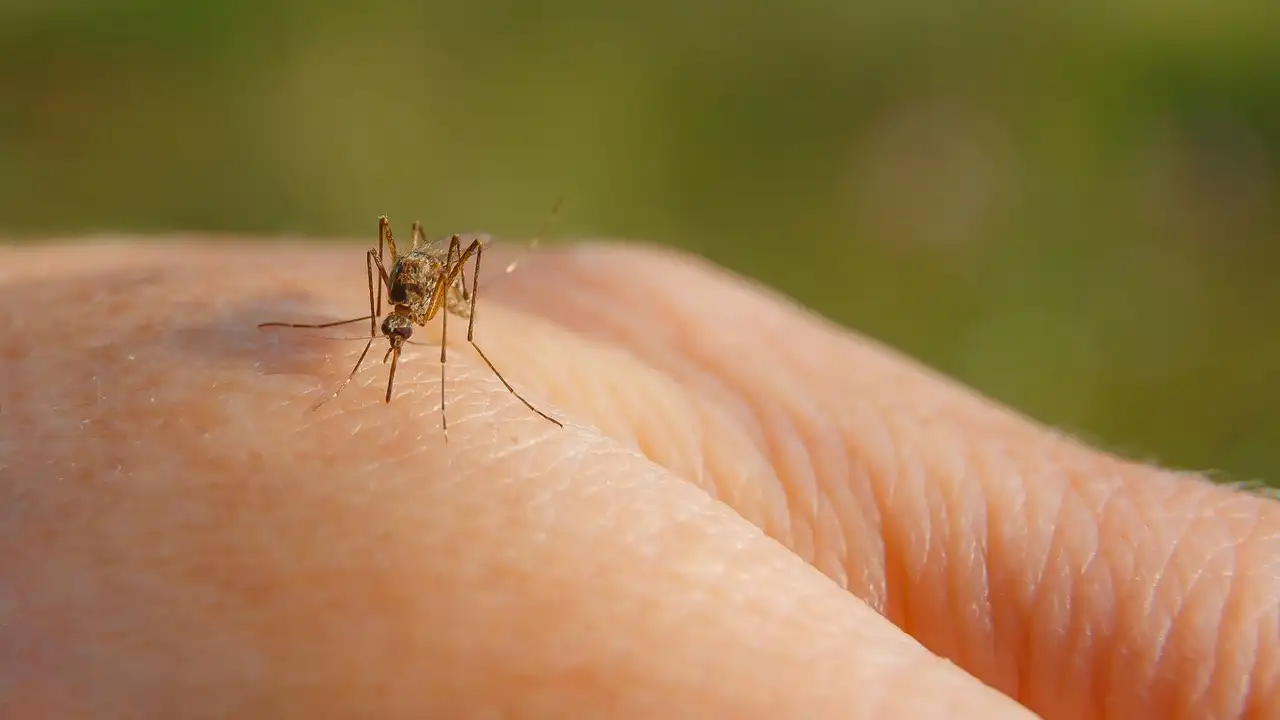 Why You Should Hire Professionals For Mosquito Control In Oklahoma