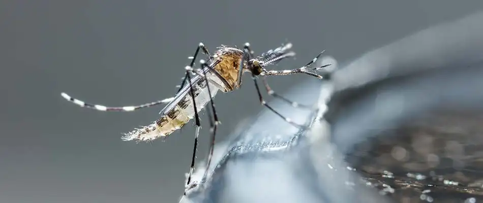 Mosquito on a water fountain