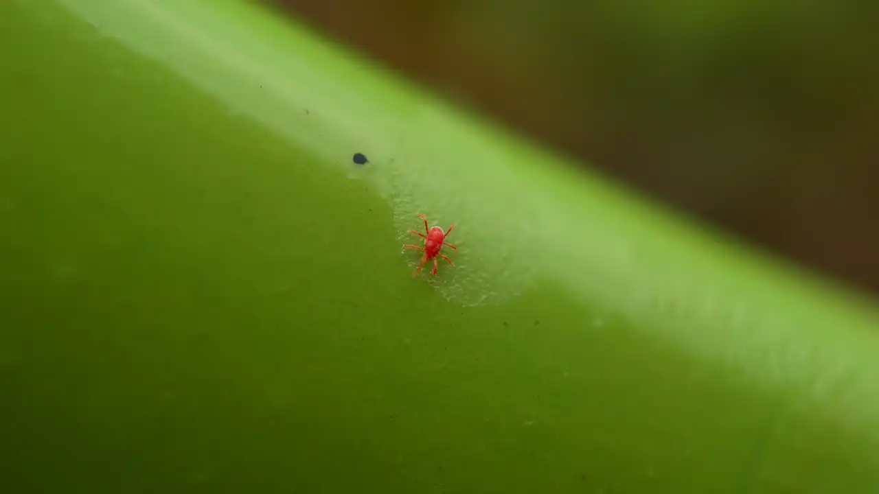 Chigger Control Services In Oklahoma City, OK