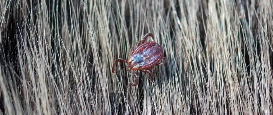 Tick crawling over a homeowner's pet