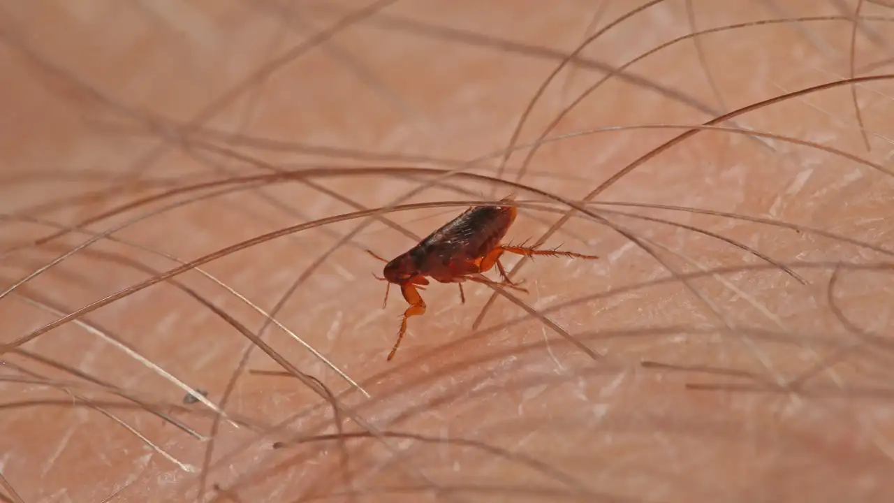 Flea & Tick Control For Oklahoma Lawns