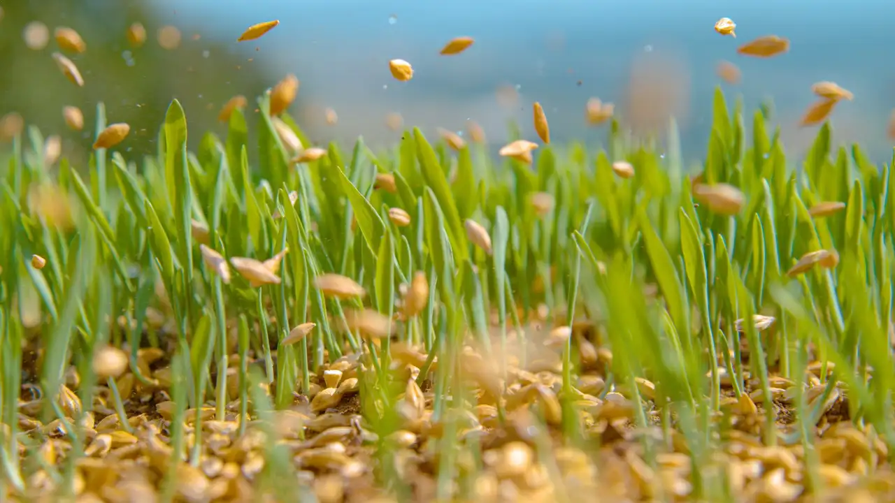 Achieve A Thick, Dense, And Healthy Lawn With Overseeding