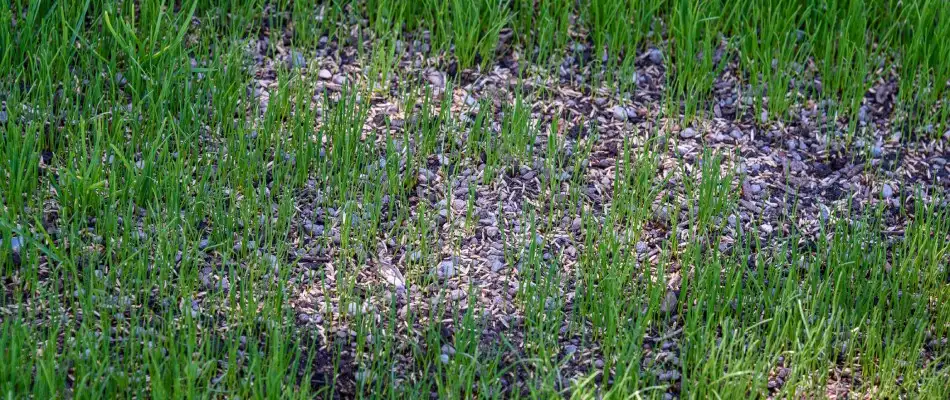 Overseeded bare patch in a lawn