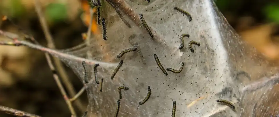 Webworm infestation found in a tree