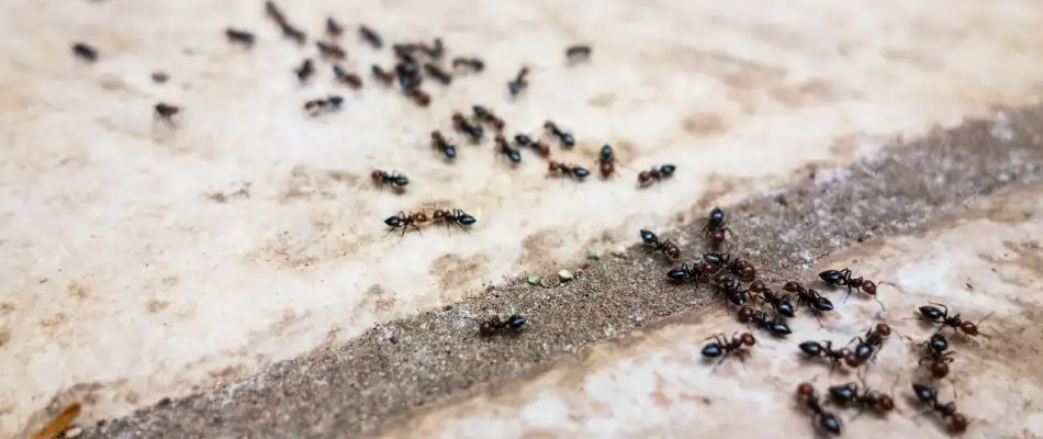 Ants crawling back into home after worn-off pesticide