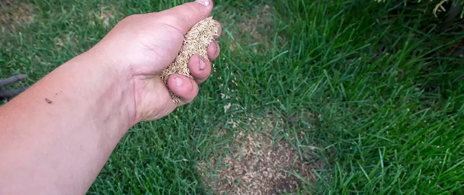 Lawn care professional distributing seeds on patchy lawn