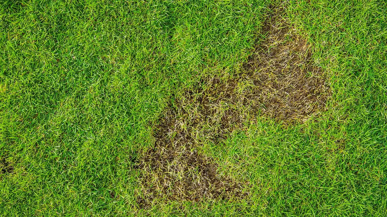 Recover Your Insect-Damaged Lawn In Oklahoma