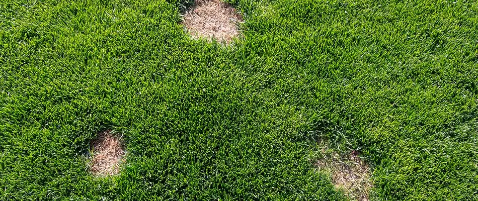 Spring dead spot in lawn in Oklahoma City, OK.