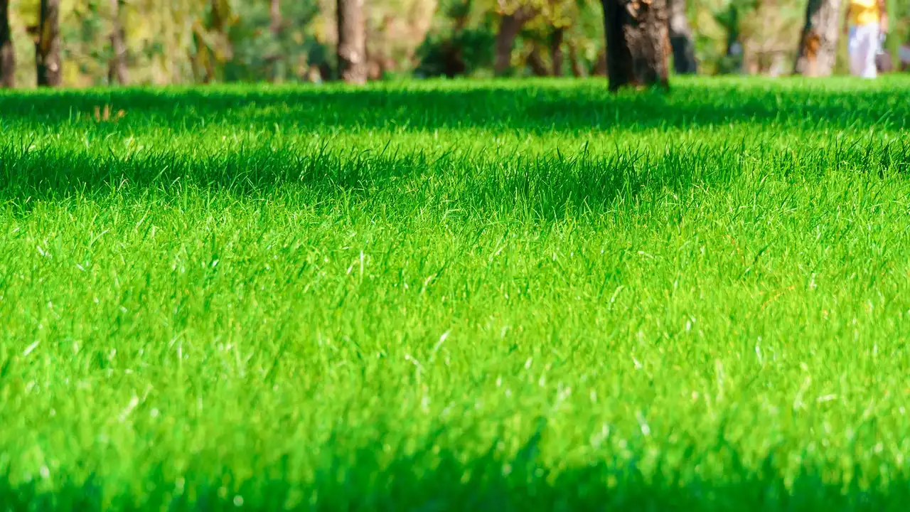 Grass blades growing after fertilizer treatments