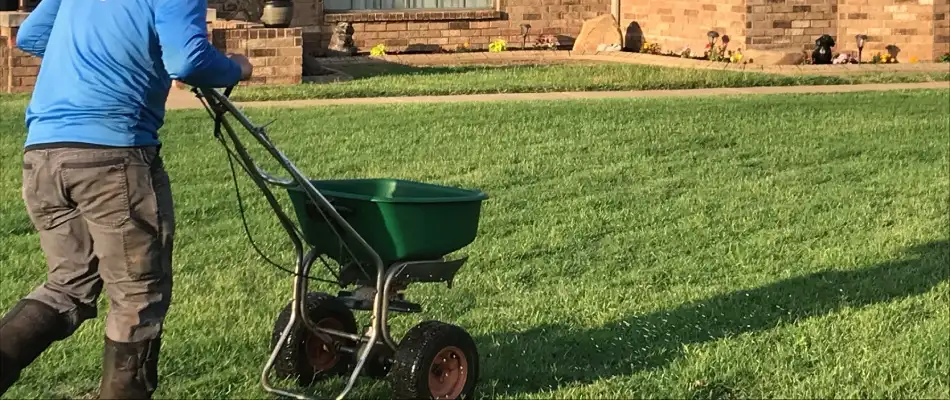 Professional fertilizing lawn through spreader