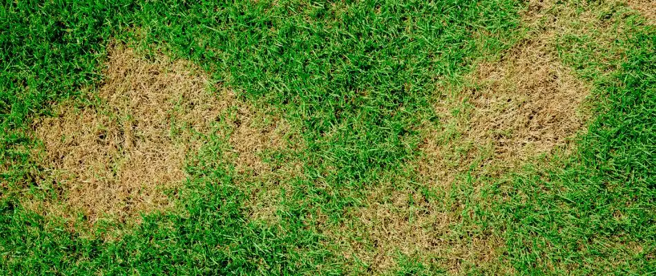 Dead brown spots on lawn from grub damage