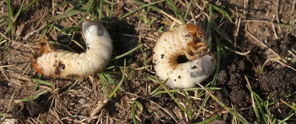 Grubs found in grass