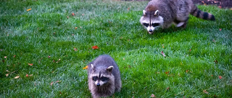 Raccoons digging in lawn searching for grubs