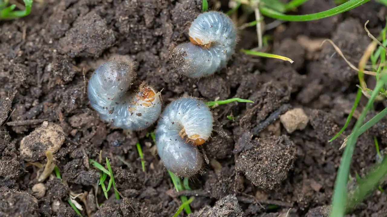 4 Signs That Your Lawn Is Infested With Grubs