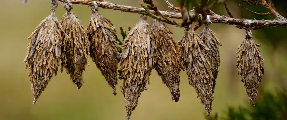 Bagworms nesting over a tree branch