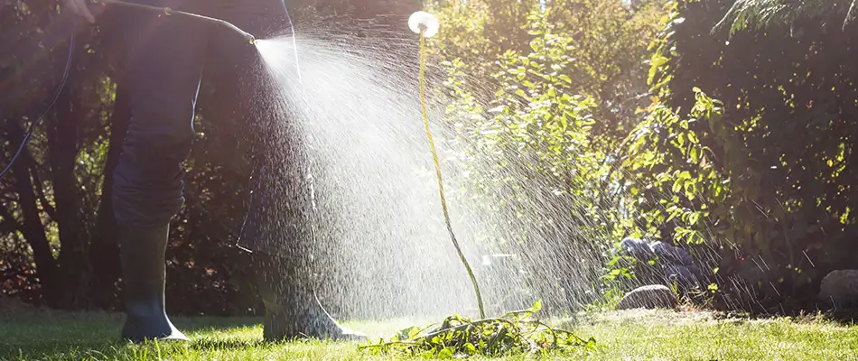 Post-emergent herbicide applied directly to weeds