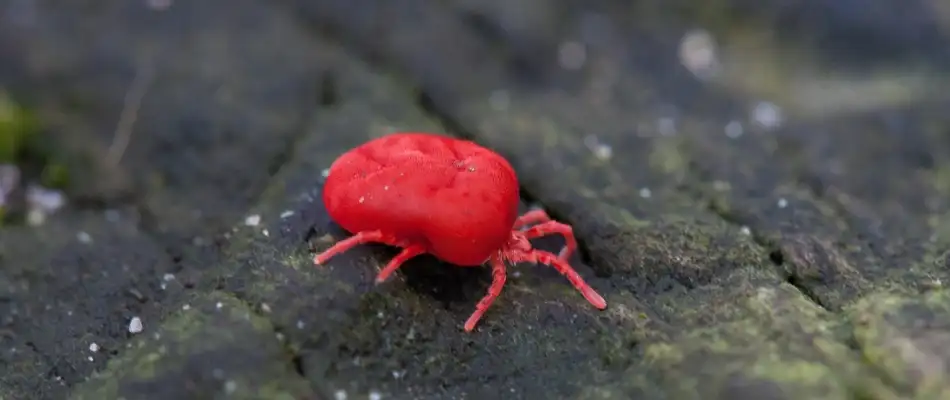 Chiggers, Fleas & Ticks: What Oklahoma Homeowners Need To Know