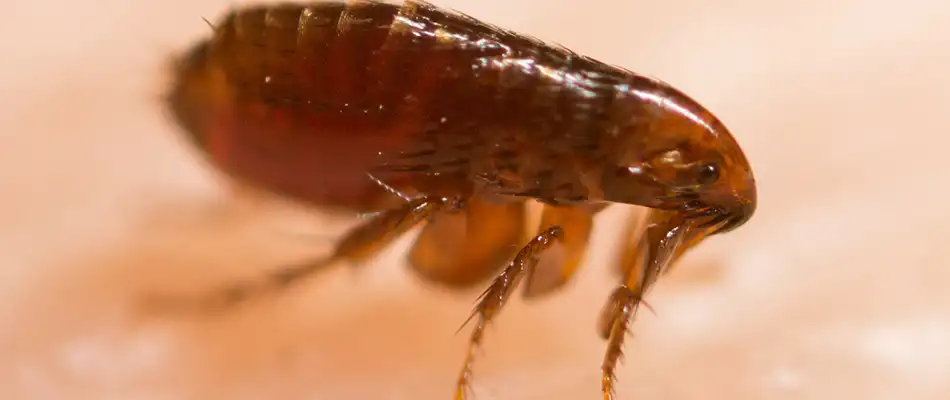 Flea found on homeowner