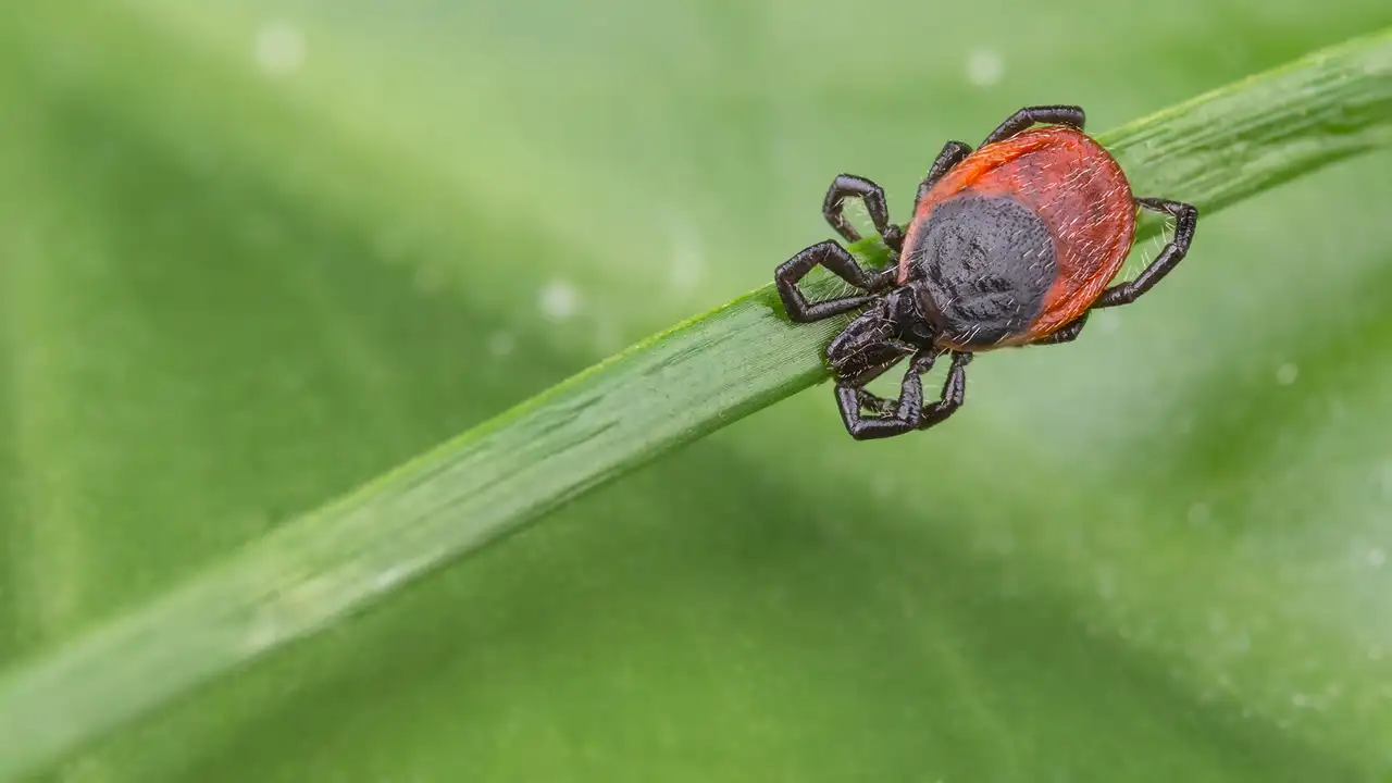 Tick on grass blade in lawn