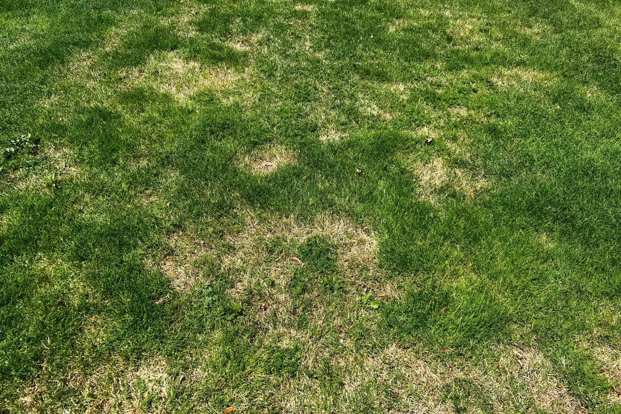 Why Your Oklahoma Bermuda Lawn Stalled Out In June: 4 Common Reasons