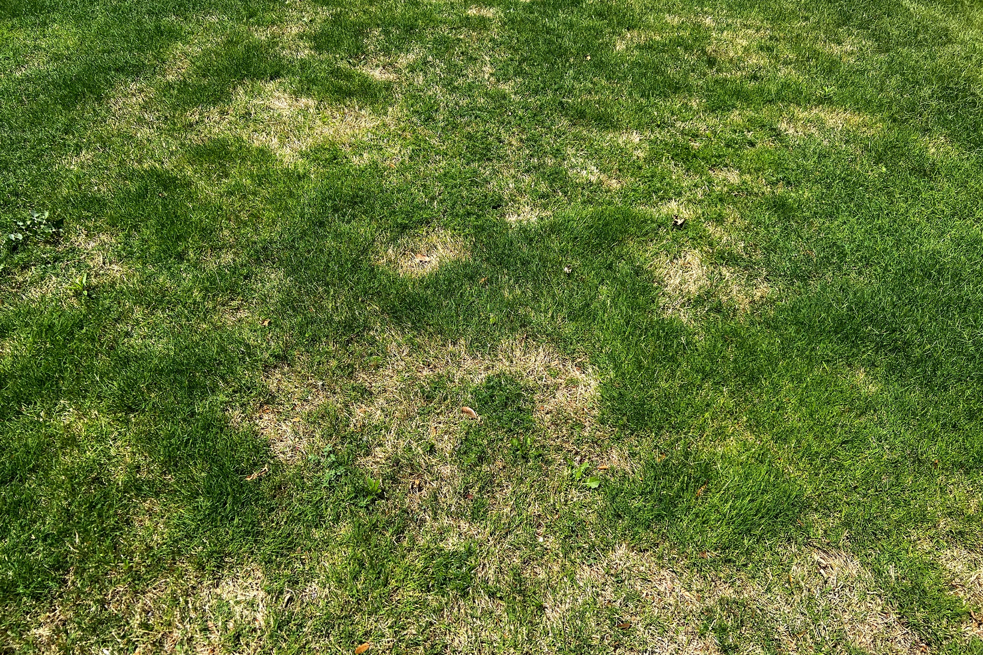 An Oklahoma Bermuda lawn showing signs of June stress and stalled growth that need diagnostic attention
