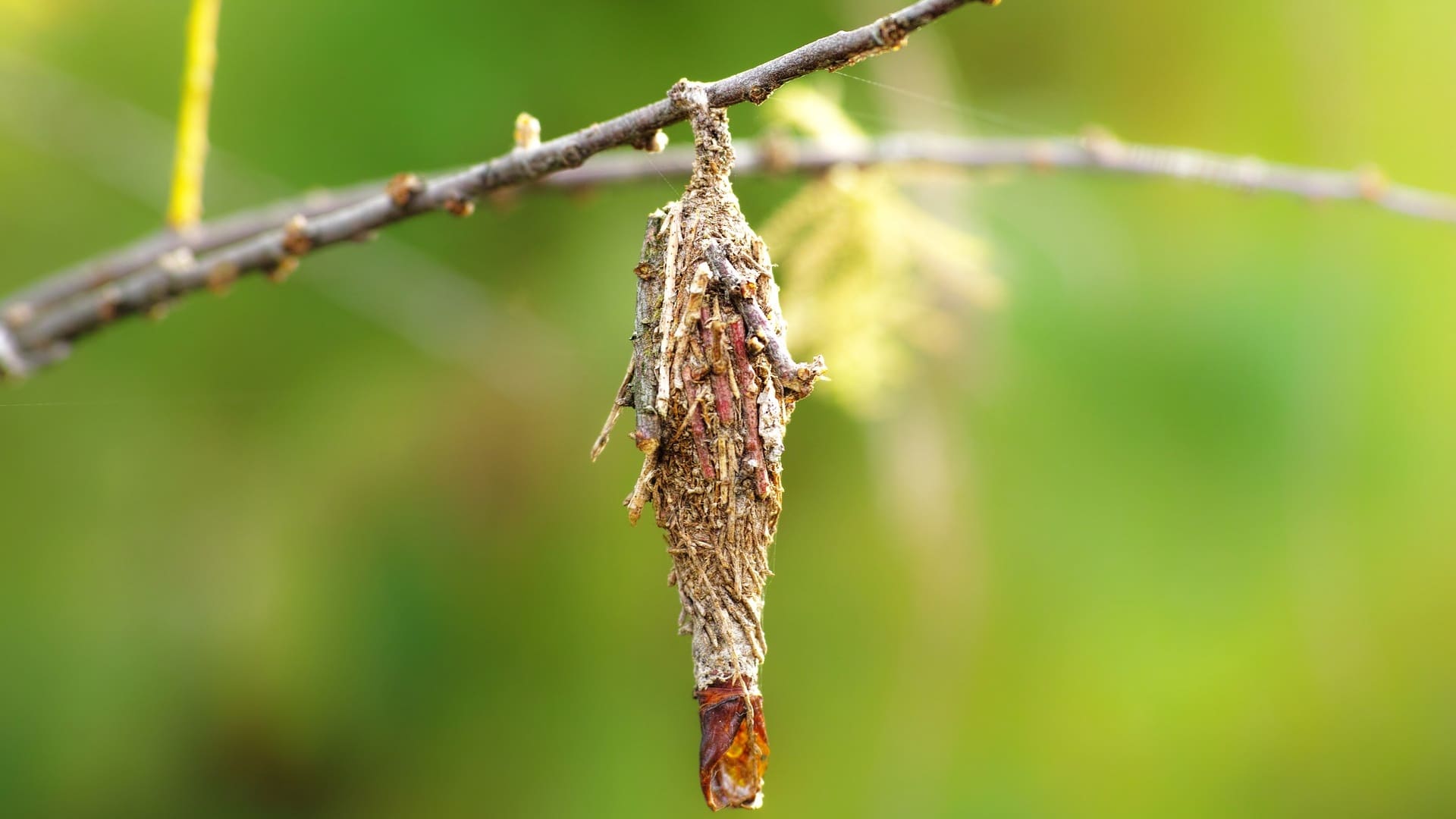 Bagworm Control