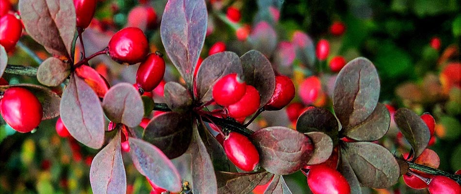 Winter Foliage